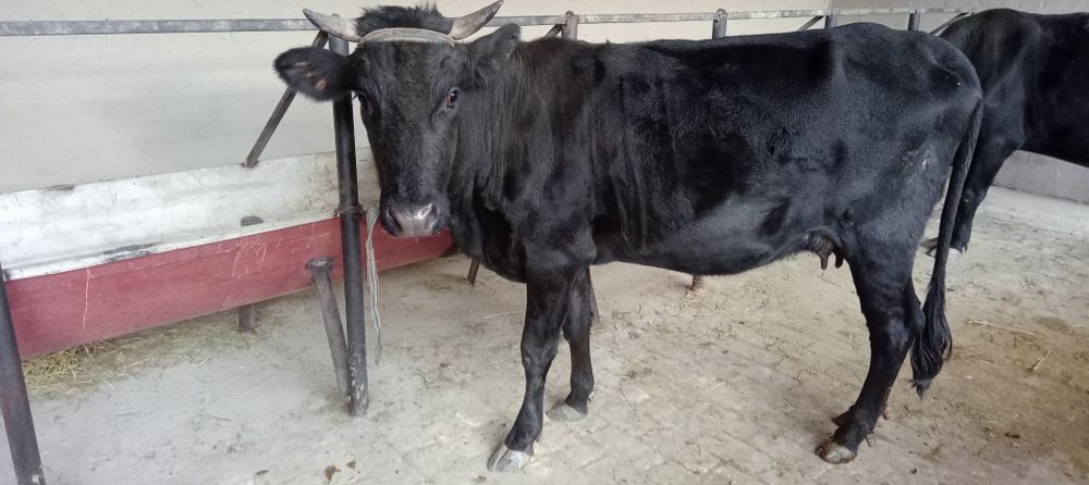 Ona bola sigir birinchi qorin