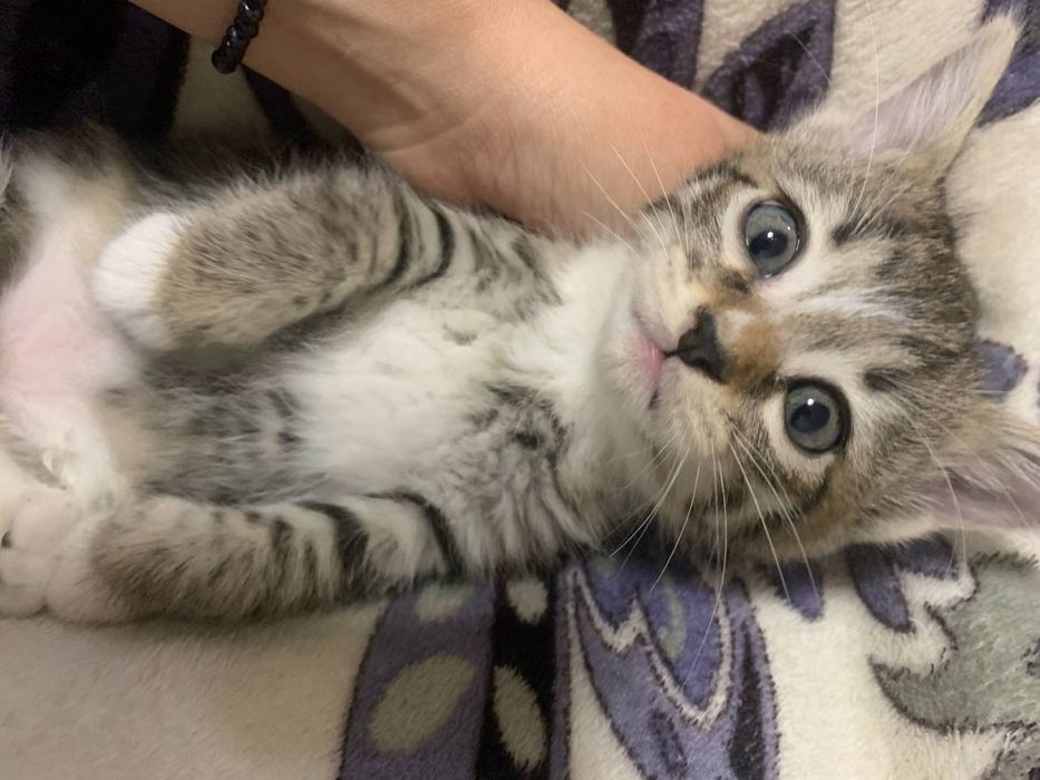 Отдам котят в хорошие руки