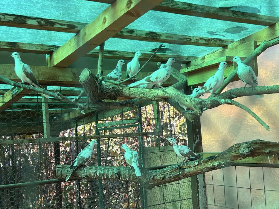 Vand Turturele Razatoare