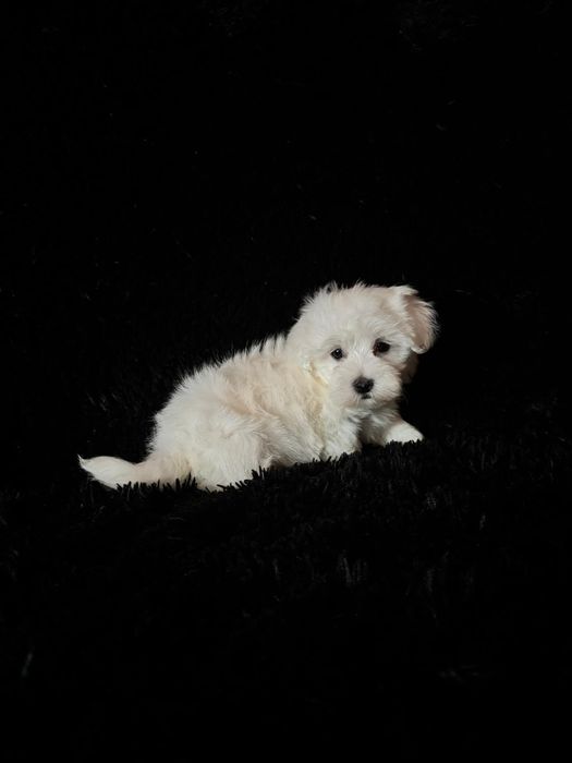 Bichon maltez fetita
