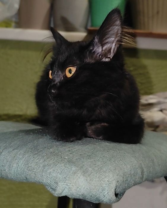 Котенок девочка Нори