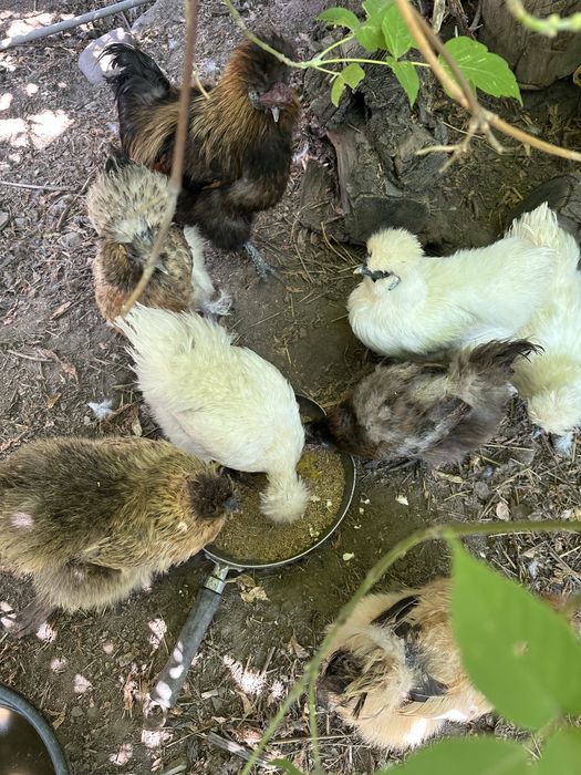 Китайские шелковые