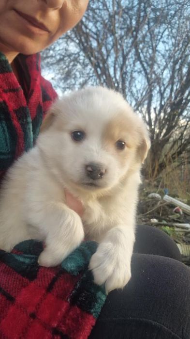 Cățeluși de 5-6 săptămâni caută adopție urgentă