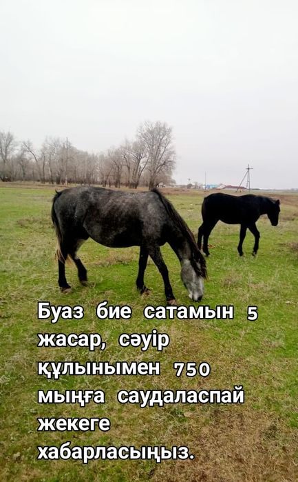 Продам жребую кобылу