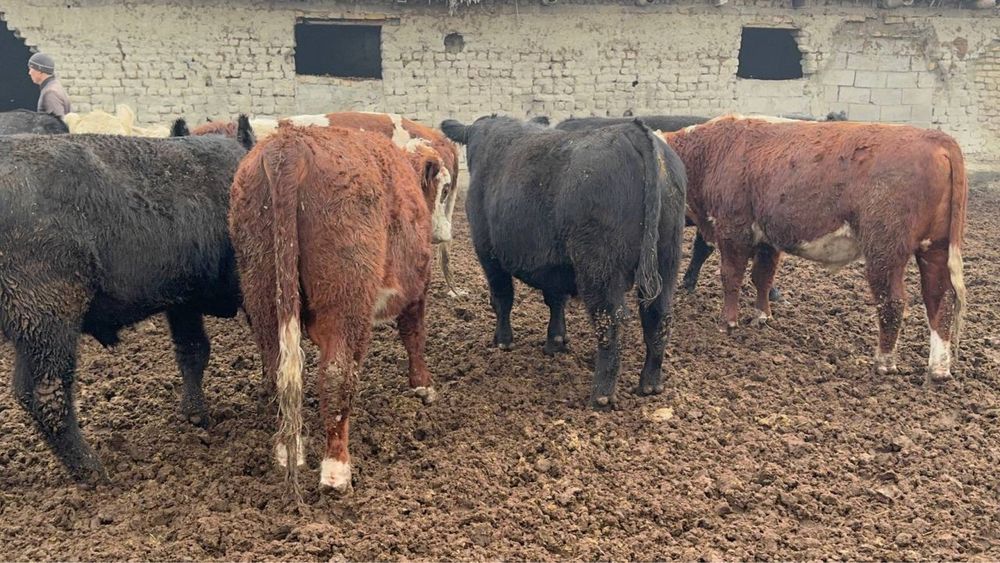 Манзил: КУКОН Ш ангус, обликол, гринфорт молларимиз сотилади