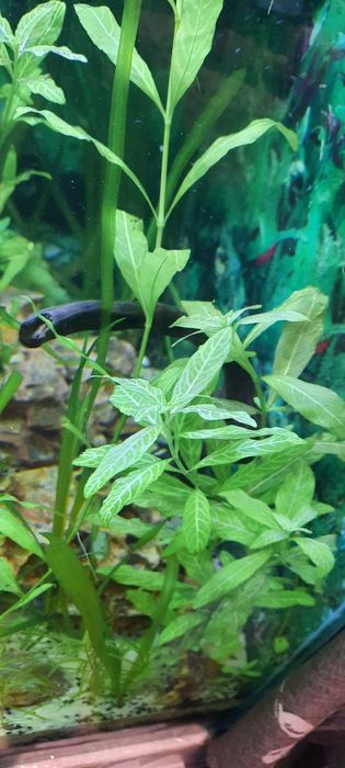 Аквариумни растения