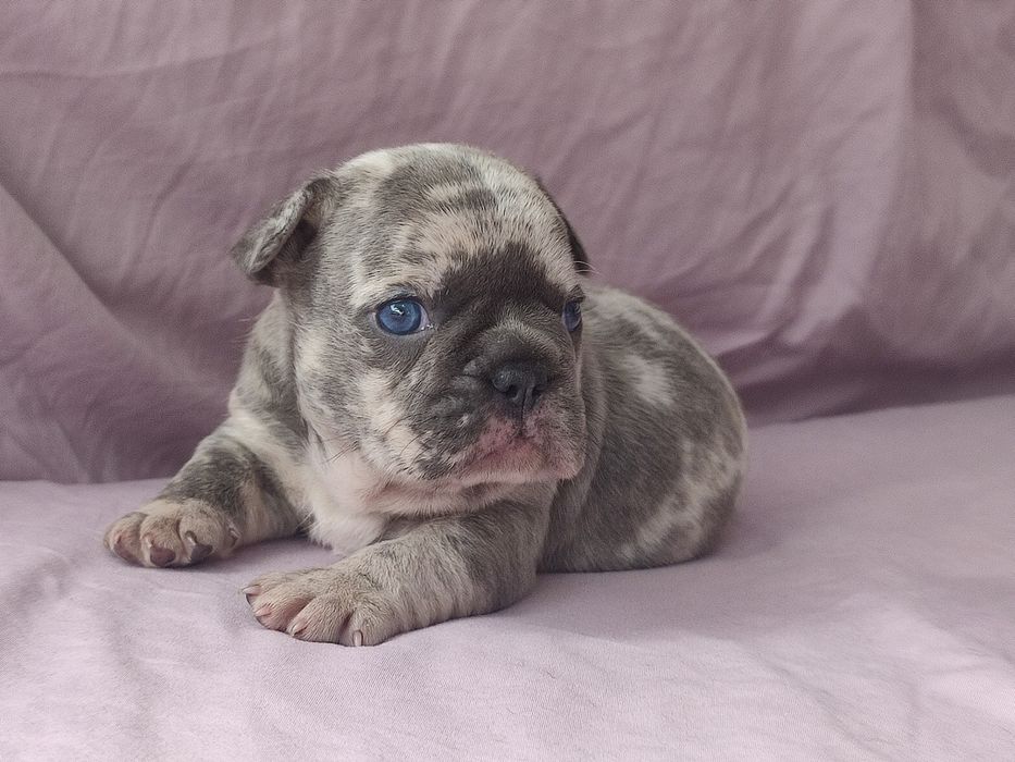 Пацан Французского бульдога