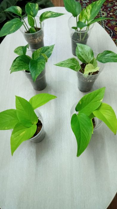 Комнатные растения