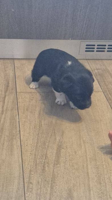 Donam doi catelusi metis