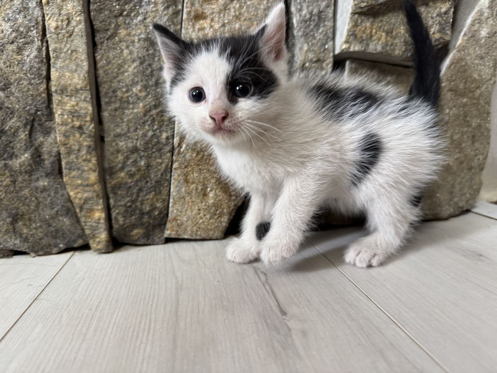 Подарявам котета