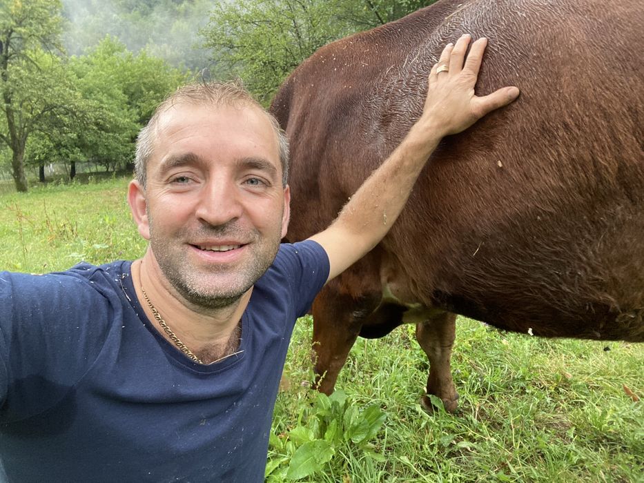 Vand vaca baltata romaneasca are trei fatari