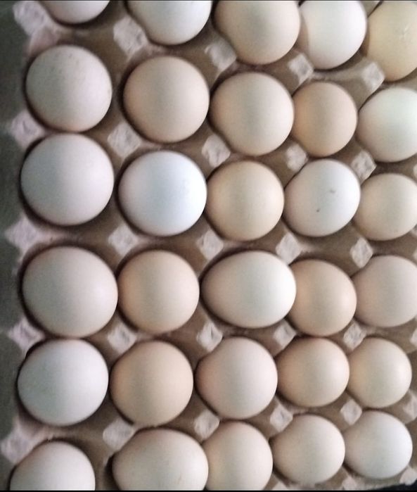 Яйцо домашнее.   .