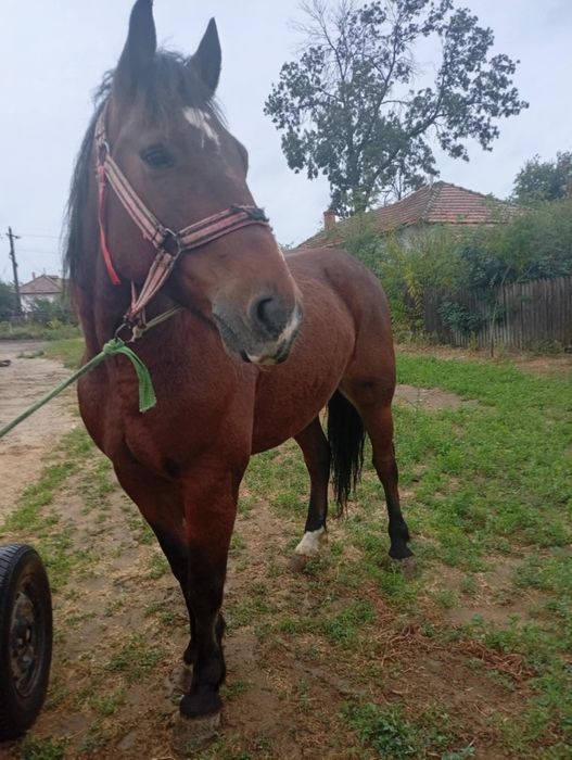 Vand cal castrat vârstă de 6 ani foarte cuminte