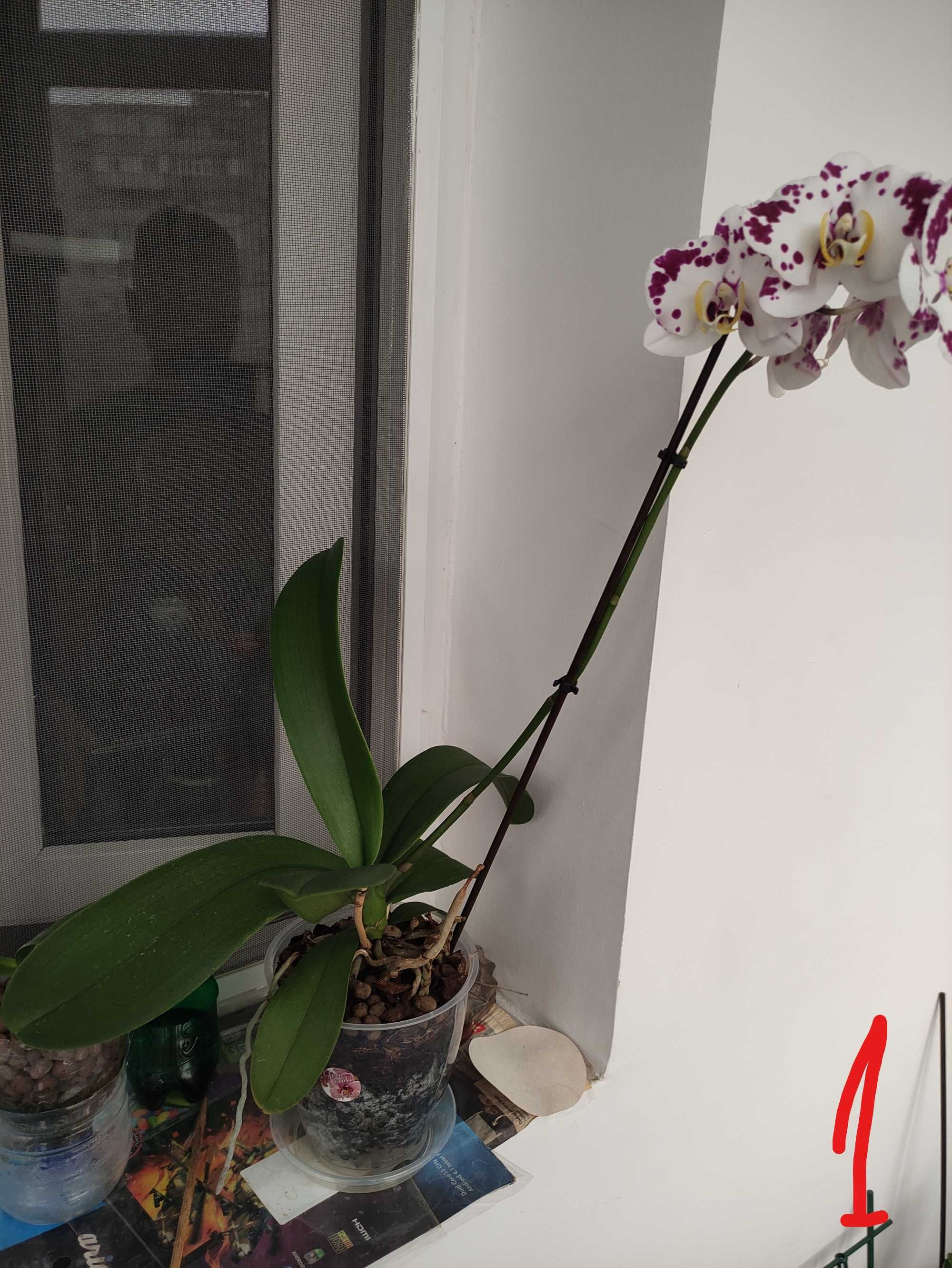 Orhidee phalaenopsis naturale