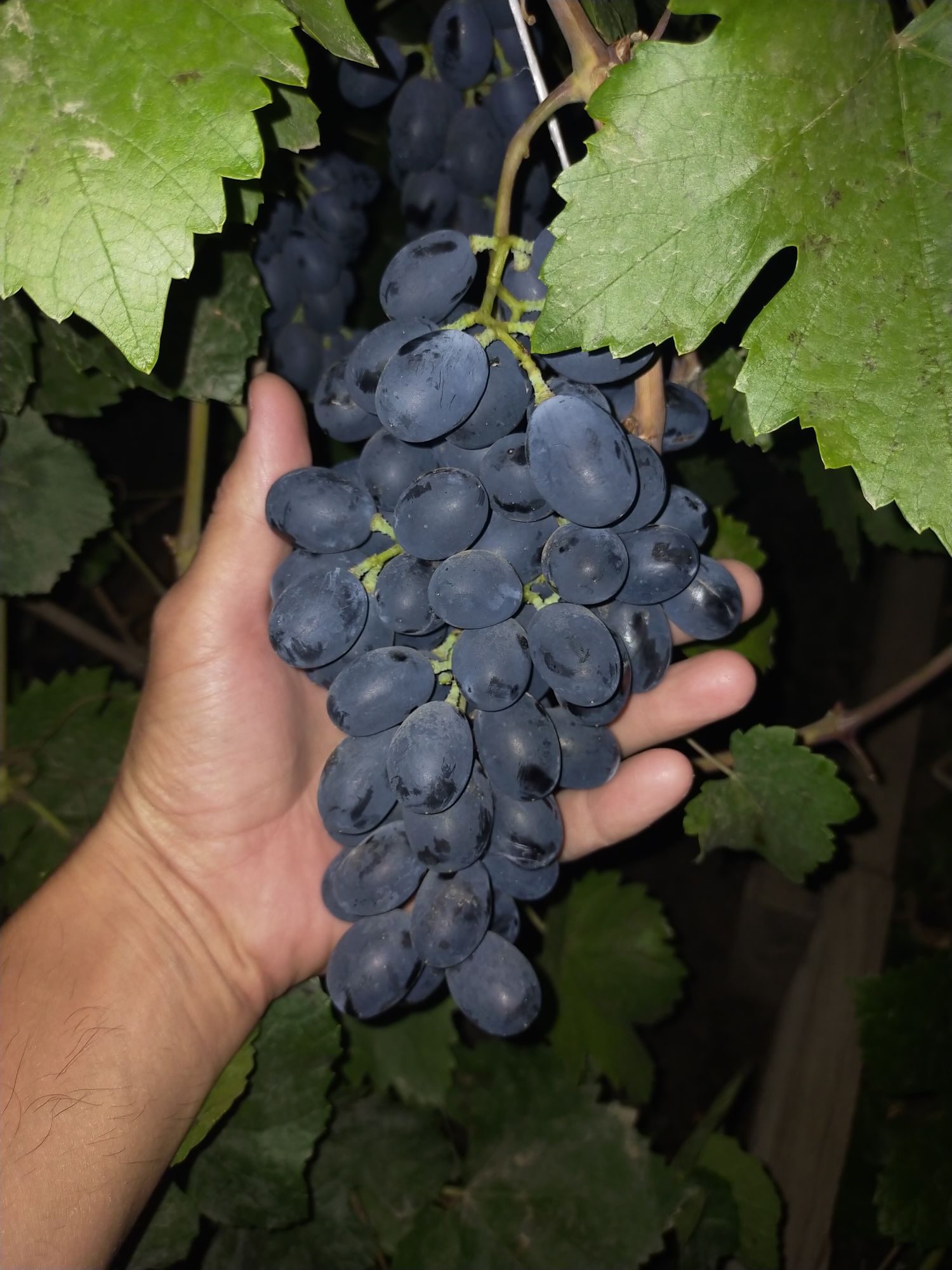 Саженцы Виноград разные сорта