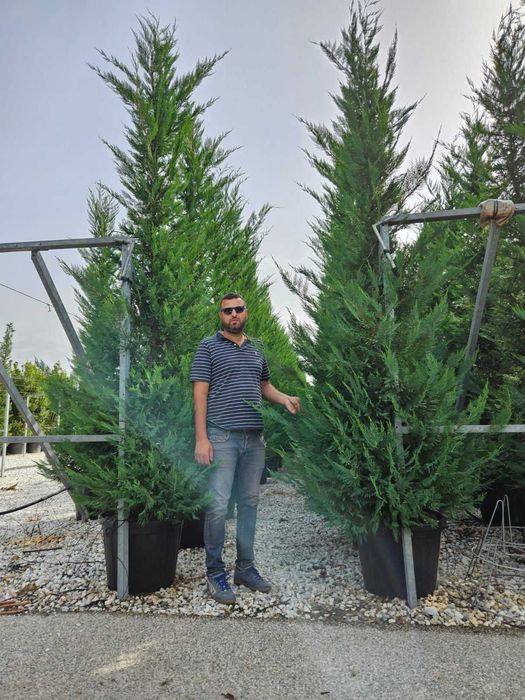 Cupressocyparis Leylandii