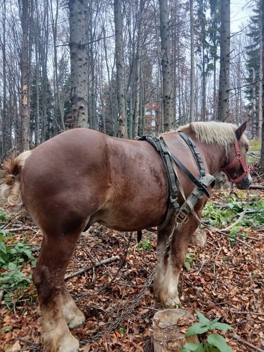 De vânzare mânz de 2.5 ani învățat la padure