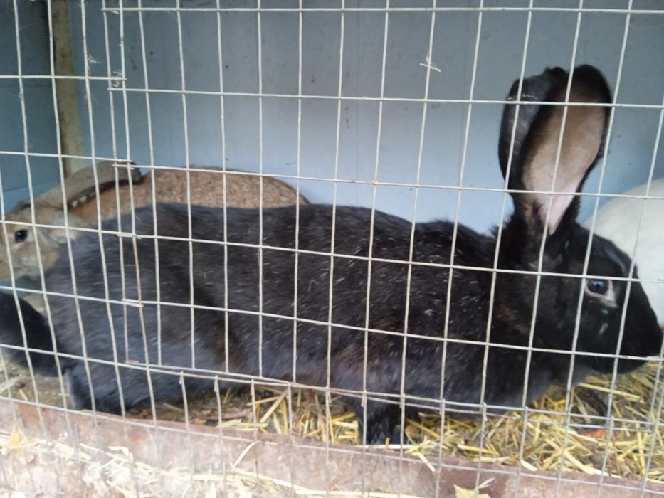 Куен суйишга нет бокишга