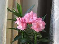 Pom Ornamental Leandru roz bătut - Nerium Olander