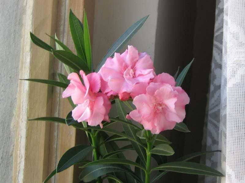 Pom Ornamental Leandru roz bătut - Nerium Olander
