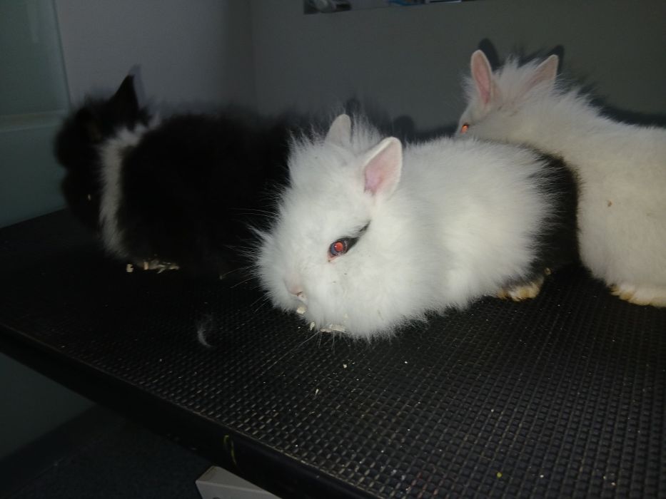 Iepure cap de leu pitic