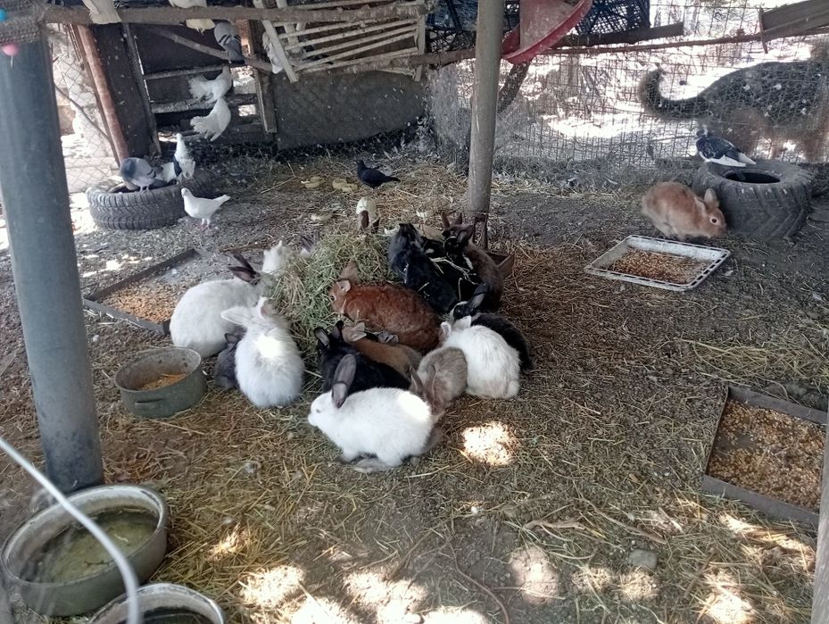 Vând rate,găini,porumbei  v,,iepuri,găini pitice sacrificate sau