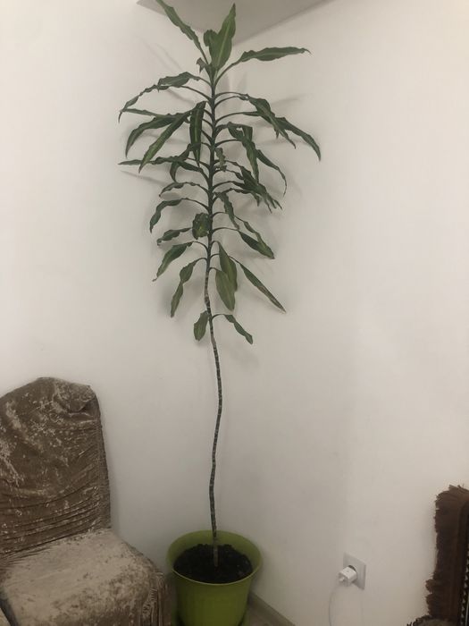 Продам срочно с переездом