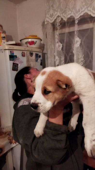 Продам щенков 1 месяц , отличная родословная!