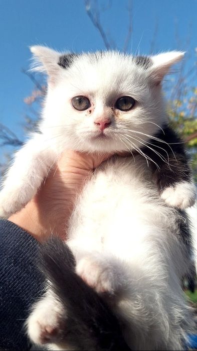 Mushukchalar sotiladi