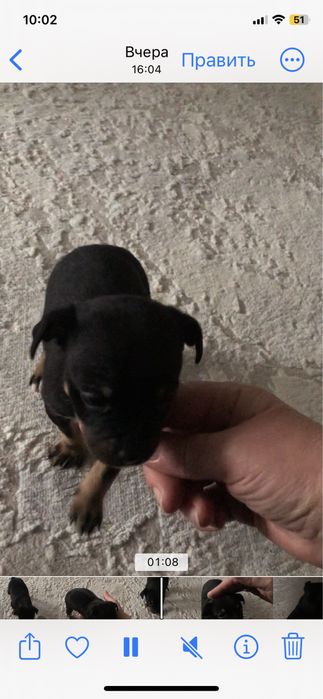 Той терьер девочка продается