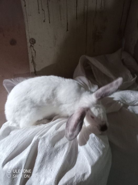 Продавам живи зайци