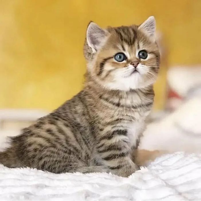 Роскошнейшие Шотландцы