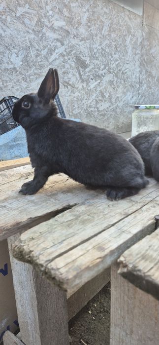 Vând iepure rex pitic