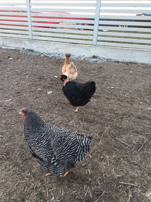 Ouă de vânzare de la găini de țară