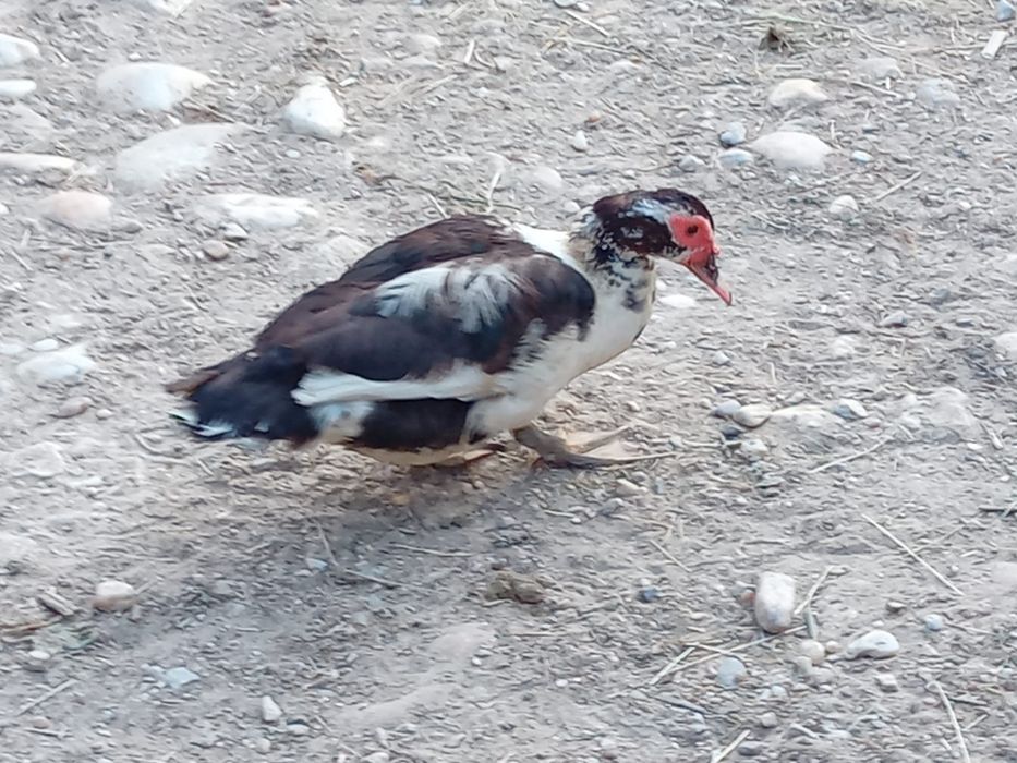 Vând rate lesesti