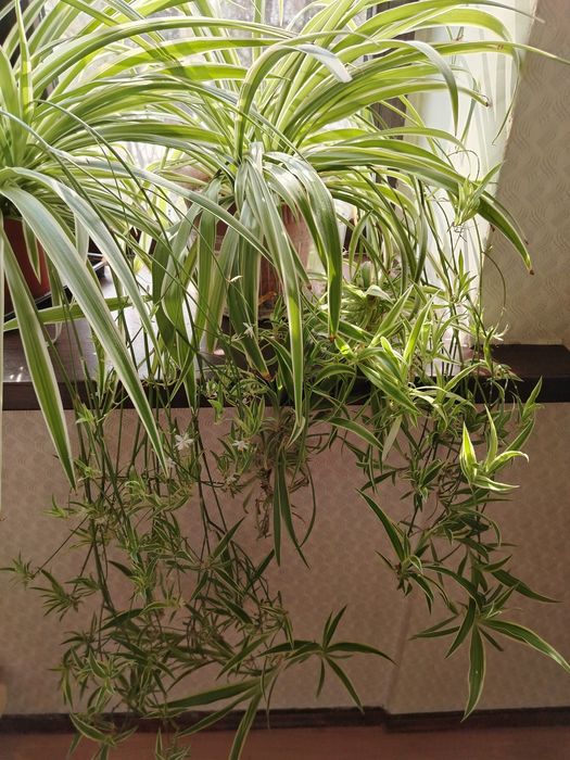 Цветы ухоженные комнатные