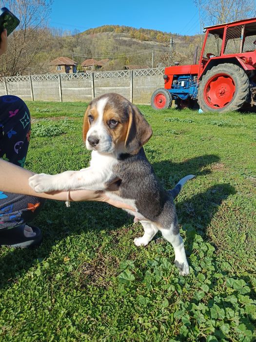 Cățel Beagle Tricolor