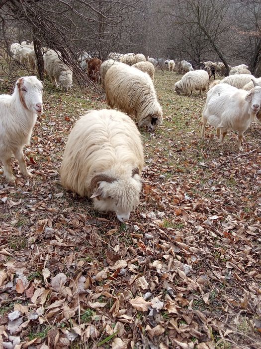 Vând o oaie țurcană