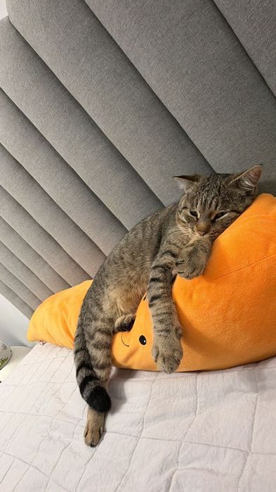 Кот с Терренкура ищет дом