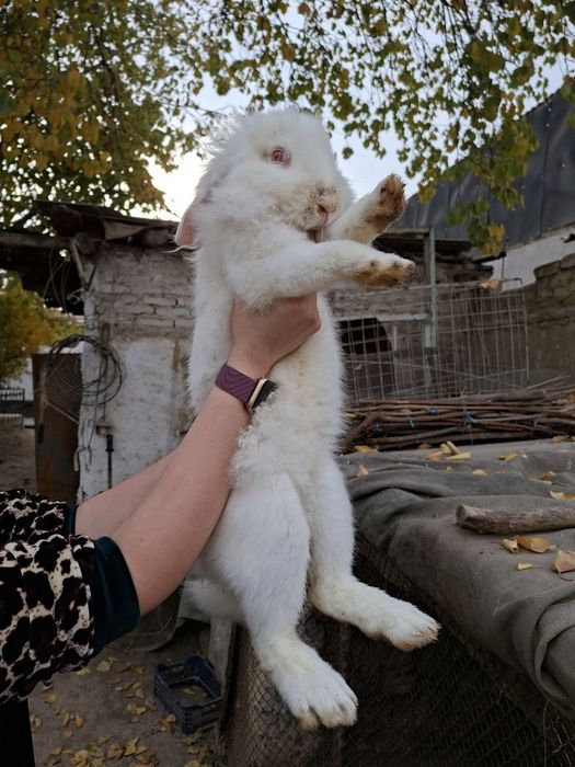 Продаю кроликов 6-7месячные