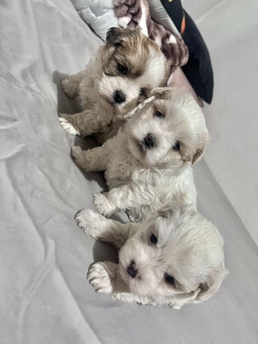 Vand pui de bichon Maltez