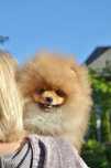 Pui de Pomeranian – cel mai bun prieten blănos pentru tine!