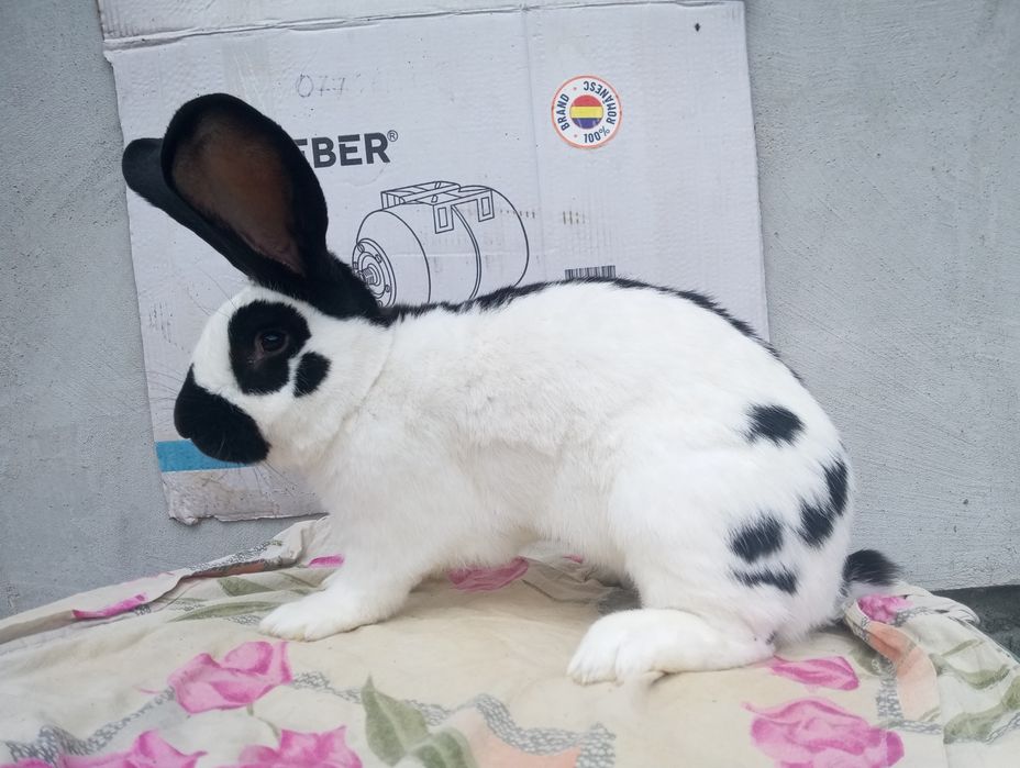 Femele și masculi Fluture Janet!