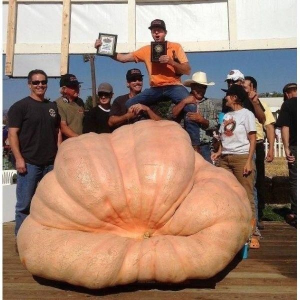 10Seminte de Dovleac Atlantic Giant -dovleac gigantic 250-930kg