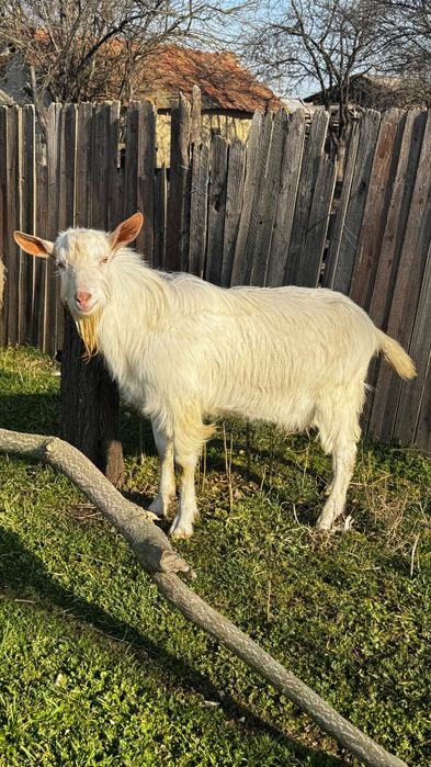 Țap de vânzare cum se vede în imagini