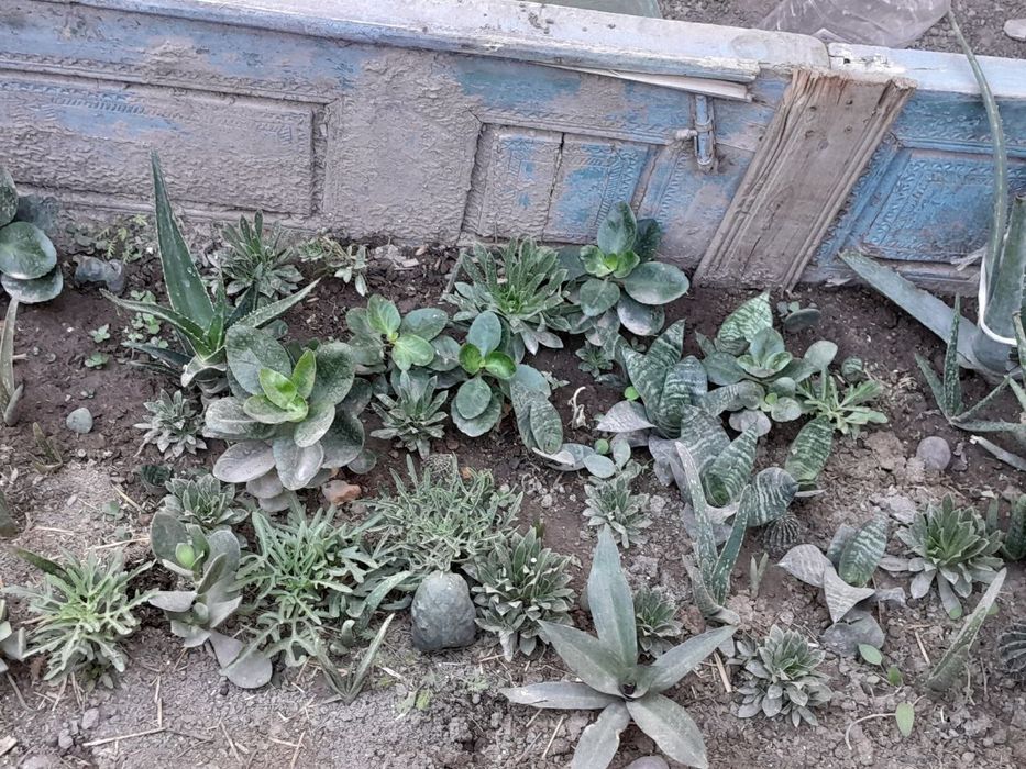 Gullar sotiladi urganchda