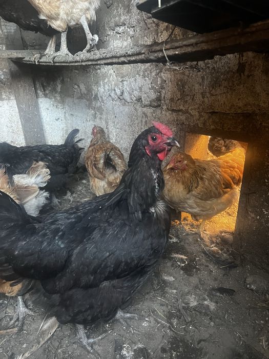 Домашние куры курочки