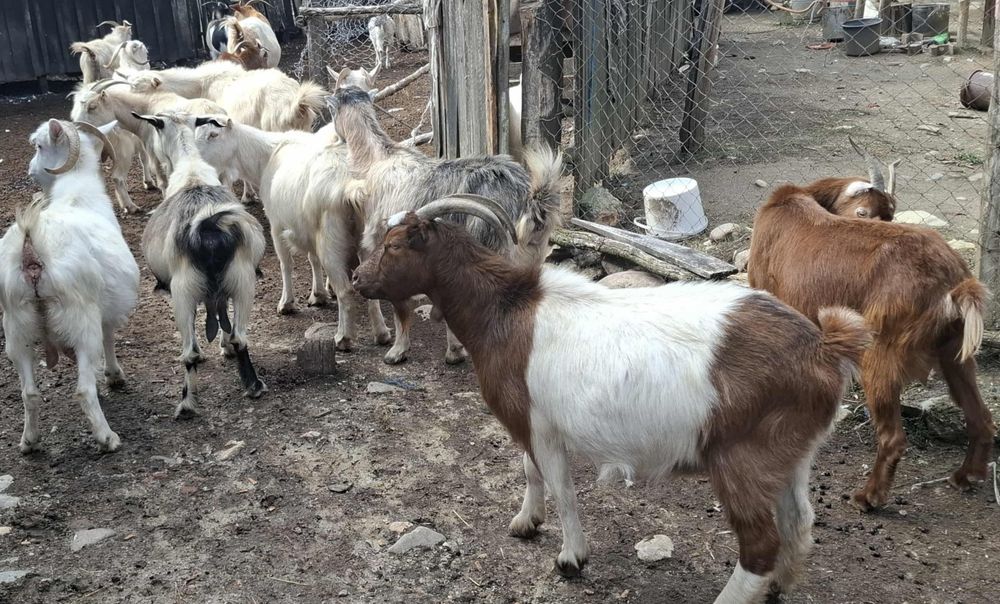 Capre de vânzare,17 buc,bune de ținut de rudă,bune de lapte. 500 lei .
