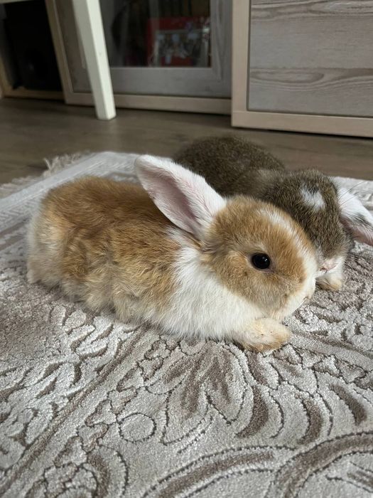 Декоративные кролики