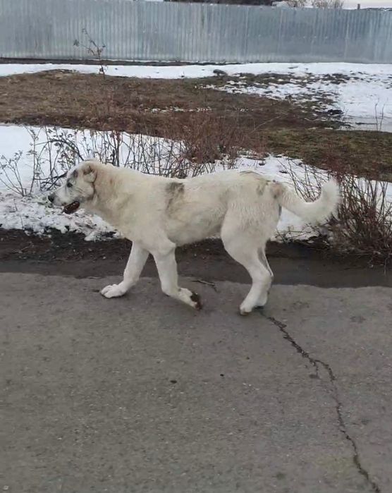 Продам или обмен щенка Алабай кобель 8 месяцев